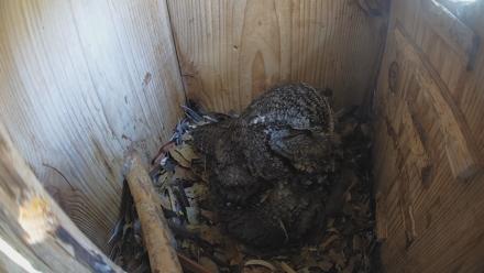 Eastern Screech Owl Nest Box Live Webcam - Mar 23, 2026, 1:54pm CDT