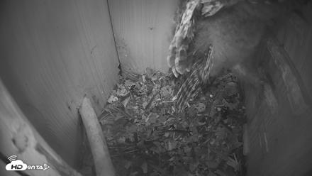 Eastern Screech Owl Nest Box Live Webcam - Apr 21, 2026, 8:25pm CDT