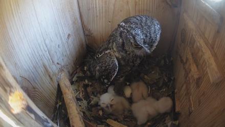 Eastern Screech Owl Nest Box Live Webcam - Mar 22, 2026, 1:03pm CDT