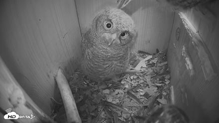Eastern Screech Owl Nest Box Live Webcam - Apr 17, 2026, 7:55pm CDT