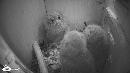 Eastern Screech Owl Nest Box Live Webcam - Apr 10, 2026, 11:39am CDT