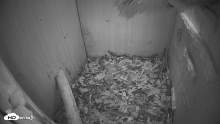Eastern Screech Owl Nest Box Live Webcam - Jun 19, 2026, 11:54pm CDT