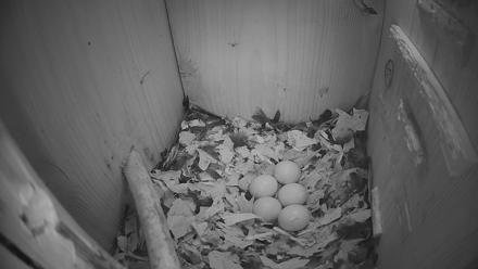Eastern Screech Owl Nest Box Live Webcam - Feb 24, 2026, 7:40am CST