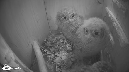 Eastern Screech Owl Nest Box Live Webcam - Apr 14, 2026, 5:42am CDT