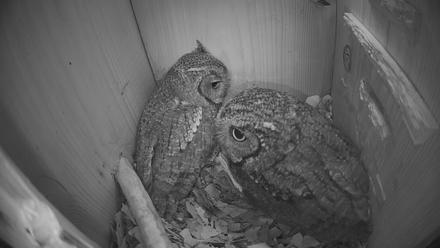 Eastern Screech Owl Nest Box Live Webcam - Feb 7, 2026, 7:11am CST