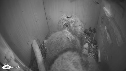 Eastern Screech Owl Nest Box Live Webcam - Apr 13, 2026, 9:21pm CDT