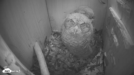 Eastern Screech Owl Nest Box Live Webcam - Apr 17, 2026, 6:41am CDT