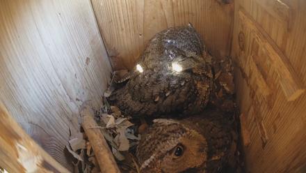 Eastern Screech Owl Nest Box Live Webcam - Feb 7, 2026, 9:29am CST