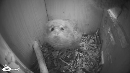 Eastern Screech Owl Nest Box Live Webcam - Apr 19, 2026, 8:54pm CDT
