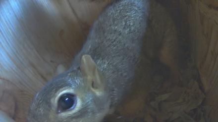 Eastern Screech Owl Nest Box Live Webcam - Nov 29, 2025, 3:42pm CST