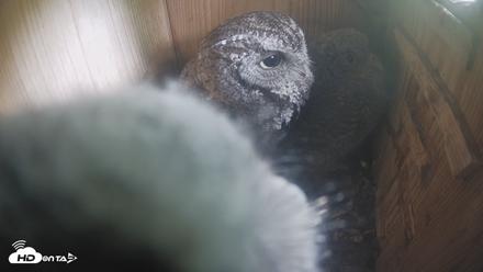 Eastern Screech Owl Nest Box Live Webcam - Apr 18, 2026, 9:59pm CDT