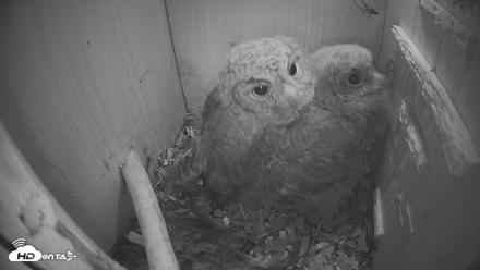 Eastern Screech Owl Nest Box Live Webcam - Apr 18, 2026, 9:57pm CDT