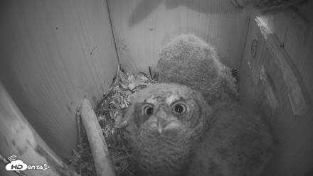 Eastern Screech Owl Nest Box Live Webcam - Apr 12, 2026, 10:06pm CDT