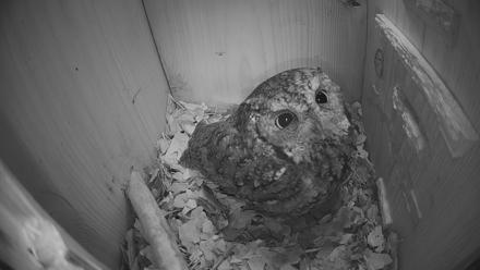 Eastern Screech Owl Nest Box Live Webcam - Feb 6, 2026, 9:05am CST