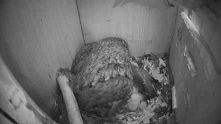 Eastern Screech Owl Nest Box Live Webcam - Mar 19, 2026, 2:42am CDT