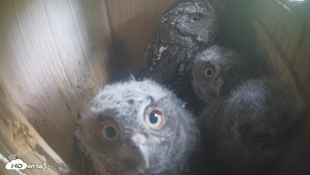 Eastern Screech Owl Nest Box Live Webcam - Apr 13, 2026, 4:58pm CDT
