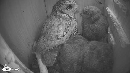 Eastern Screech Owl Nest Box Live Webcam - Apr 17, 2026, 6:40am CDT