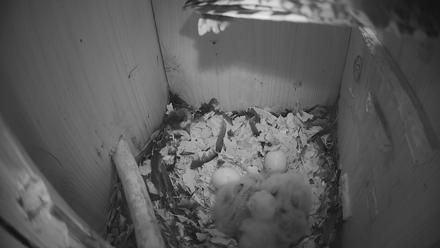 Eastern Screech Owl Nest Box Live Webcam - Mar 25, 2026, 7:22am CDT