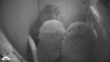 Eastern Screech Owl Nest Box Live Webcam - Apr 14, 2026, 10:31pm CDT