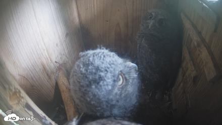 Eastern Screech Owl Nest Box Live Webcam - Apr 17, 2026, 4:23pm CDT
