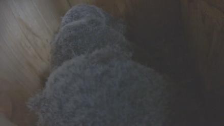 Snapshot Preview Image