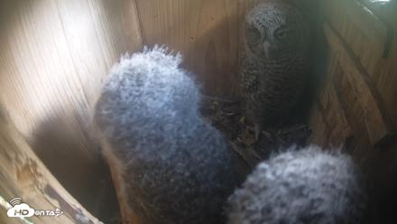 Eastern Screech Owl Nest Box Live Webcam - Apr 16, 2026, 3:53pm CDT