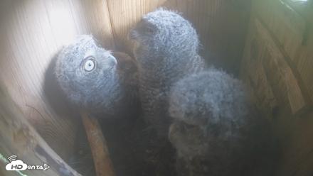 Eastern Screech Owl Nest Box Live Webcam - Apr 17, 2026, 2:20pm CDT