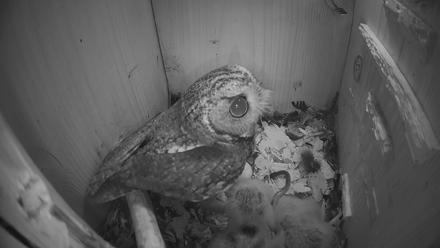 Eastern Screech Owl Nest Box Live Webcam - Mar 27, 2026, 4:53am CDT