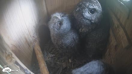 Eastern Screech Owl Nest Box Live Webcam - Apr 17, 2026, 4:25pm CDT