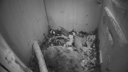 Eastern Screech Owl Nest Box Live Webcam - Mar 30, 2026, 7:24am CDT