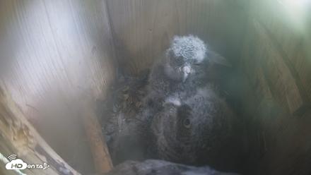Eastern Screech Owl Nest Box Live Webcam - Apr 10, 2026, 11:55am CDT