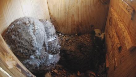 Eastern Screech Owl Nest Box Live Webcam - Feb 23, 2026, 2:31pm CST