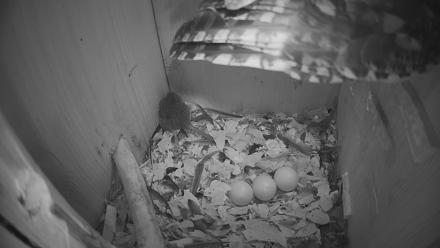 Eastern Screech Owl Nest Box Live Webcam - Feb 19, 2026, 10:53am CST