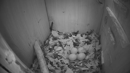 Eastern Screech Owl Nest Box Live Webcam - Feb 23, 2026, 6:50am CST