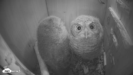 Eastern Screech Owl Nest Box Live Webcam - Apr 21, 2026, 9:47pm CDT