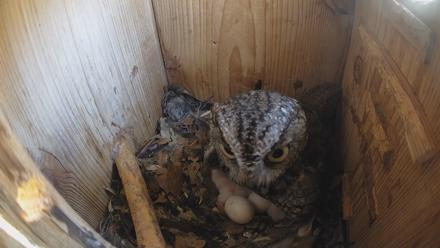 Eastern Screech Owl Nest Box Live Webcam - Mar 19, 2026, 12:58pm CDT