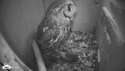 Eastern Screech Owl Nest Box Live Webcam - Apr 23, 2026, 7:16am CDT