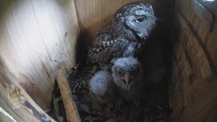 Eastern Screech Owl Nest Box Live Webcam - Apr 3, 2026, 10:36am CDT