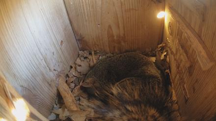 Eastern Screech Owl Nest Box Live Webcam - Jan 18, 2026, 4:03pm CST