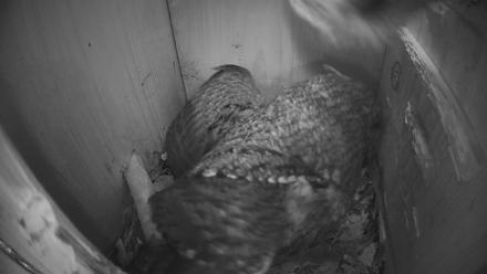 Eastern Screech Owl Nest Box Live Webcam - Mar 26, 2026, 7:46am CDT