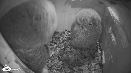 Eastern Screech Owl Nest Box Live Webcam - Apr 22, 2026, 7:59pm CDT