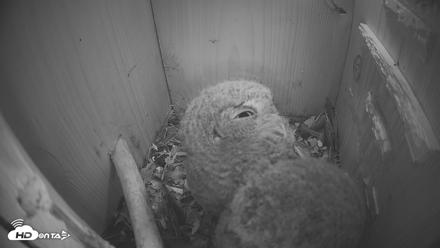 Eastern Screech Owl Nest Box Live Webcam - Apr 20, 2026, 5:43am CDT