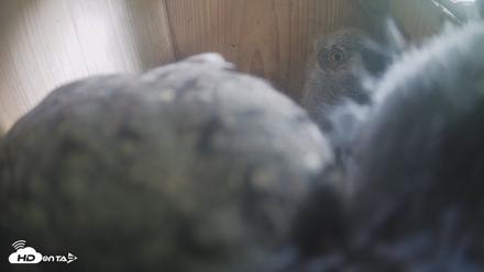 Eastern Screech Owl Nest Box Live Webcam - Apr 17, 2026, 4:24pm CDT