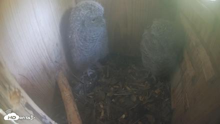 Eastern Screech Owl Nest Box Live Webcam - Apr 19, 2026, 4:54pm CDT