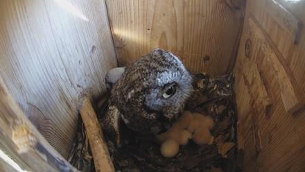 Eastern Screech Owl Nest Box Live Webcam - Mar 20, 2026, 11:04am CDT