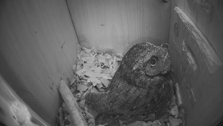 Eastern Screech Owl Nest Box Live Webcam - Feb 6, 2026, 9:00am CST