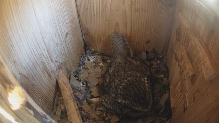 Eastern Screech Owl Nest Box Live Webcam - Feb 26, 2026, 12:59pm CST