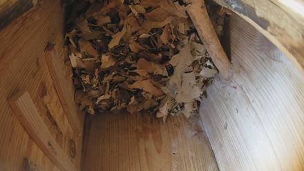 Eastern Screech Owl Nest Box Live Webcam - Dec 26, 2025, 6:20pm CST