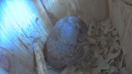 Eastern Screech Owl Nest Box Live Webcam - Dec 13, 2025, 2:11pm CST