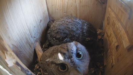 Eastern Screech Owl Nest Box Live Webcam - Feb 11, 2026, 2:23pm CST